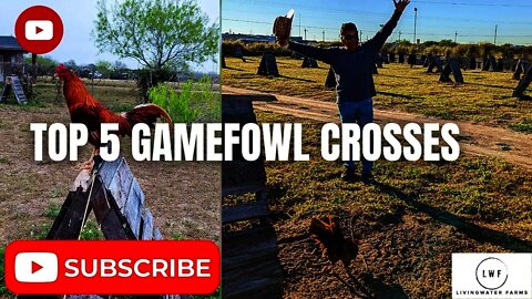 Top 5 Broodstock Gamefowl Crosses for THIS Breeding Season