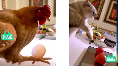 CAT CAT & COOK_That's how cats and chickens cook