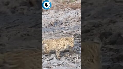 Leopardo Teme Pela Sua Vida! Veja Ate Ao Fim #Leopardo #leopardo #hipopótamo