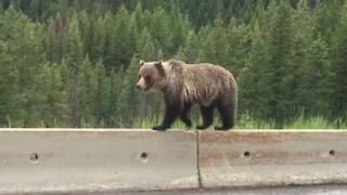 L'orso equilibrista cammina sul guardrail