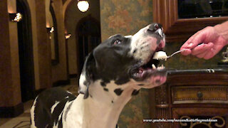 Funny Great Dane Loves Vanilla Ice Cream Cones