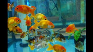 Live Goldfish for Sale