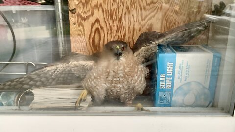 Red Tailed Hawk Stuck In Garage