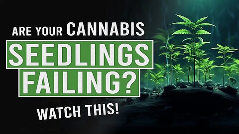 Cannabis Seedlings Failing? WATCH THIS!