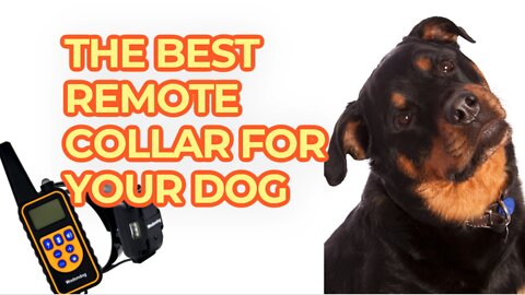 WHAT'S THE BEST REMOTE COLLAR FOR YOUR DOG?