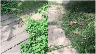 Serpente caccia le rane in un cortile