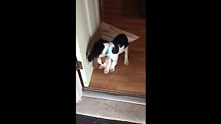 Puppy gets his own puppy and he can’t contain himself