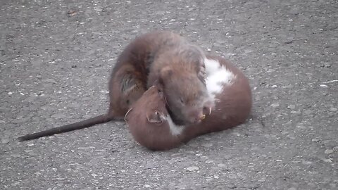 Stoat and Rat fight 😮👍🦾