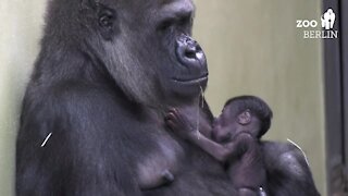 Berlin Zoo celebrates birth of first gorilla born in 16 years