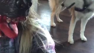 Dog Confused By Scary Mask