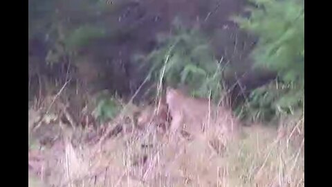 Mountain Lion Attack - Takes 100 Pound Pig (n.b. language)