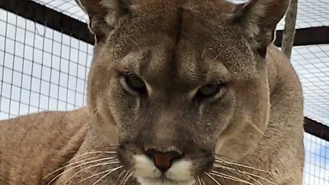 Mountain Lion (Cougar) Growls at Camera