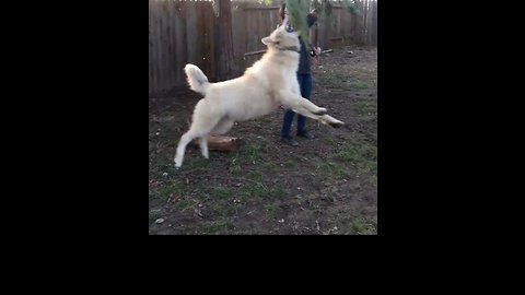 Wolfdog leaping through the air playfully!