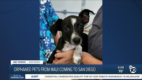 Orphaned pets from Maui Fire on their way to San Diego