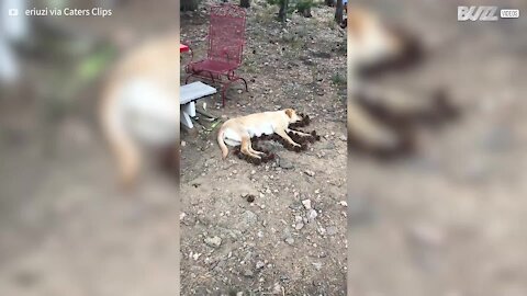 Des propriétaires font le contour de leur chien avec des pommes de pin