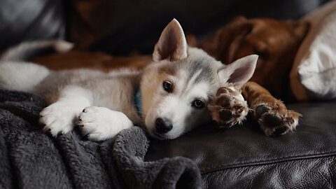 Huskies Being Dramatic & Weird Cutest and Funniest Husky Puppy Moments