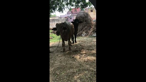 Indian buffalo masti #viralvideo ##shortsvideo #masti #baba #funnyvideo #viralvideo