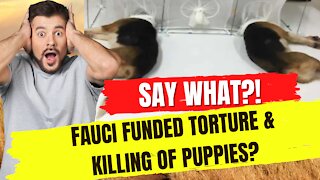 Did Fauci fund the torture and killing of puppies?