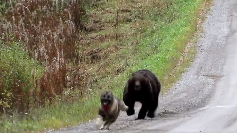 A Bear Plays With A Dog, But When It Notices Spectators? WATCH OUT!