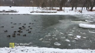 Ducks take a frosty float toward the ice