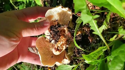 Unknown Alaskan Mushroom Forest Decomposer