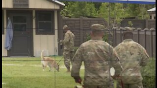 U.S. Army recruits volunteer at Big Dog Ranch rescue