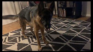 Cute German Shepard Has Way Too Much Energy