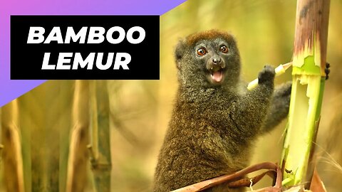 Bamboo Lemur 🐒 One Of The Most Endangered Animals In The Wild #shorts