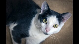 Pet of the week: 2-year-old cat named Tom Sawyer