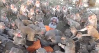 Eremita de 79 anos é rodeado por macacos esfomeados!