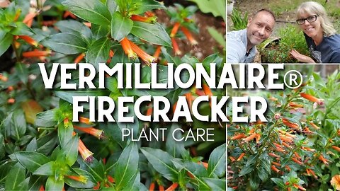 💗 Vermillionaire® Firecracker Plant Care | Friday Plant Chat 💗