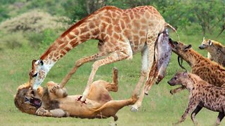 Great! Brave Mother Giraffe Alone Defeat Hungry Lions And Bloodthirsty Hyenas To Save Her Calf