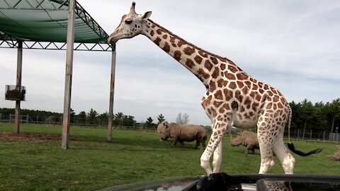 Giraffes surround car, delighting tourists on safari