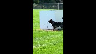 Sterling Heights Police K-9 Gender Reveal