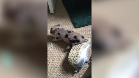 "Mini Baby Pig Itches His Bottom On A Shoe"