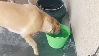 Cão tem hábito muito peculiar com água