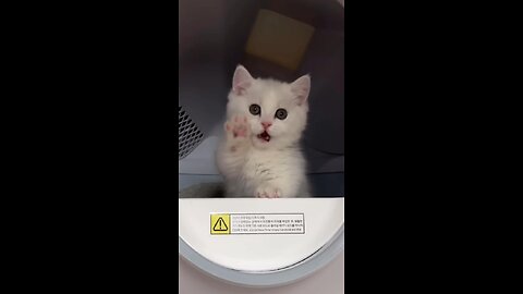 Paws-itively adorable! 🐾 This cute cat is stealing hearts and playtime!