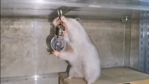 Hamster (pea) teeth stuck on bulb