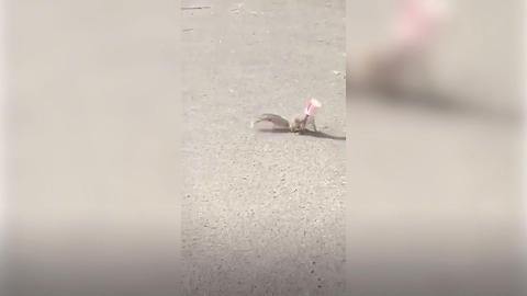 Squirrel Goes Nuts After Head Is Trapped In Cup