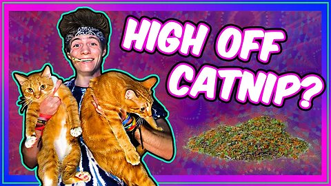 SMOKING CATNIP! What does it do? (Herb Review) 😺