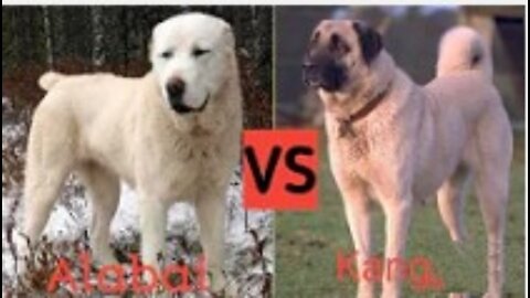 🔥_____Alabai Vs Kangal_____🔥 #dog #rumbledogvideo | cutest overloaded |