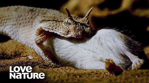 Horned Viper Destroys Gerbil in the Blink of an Eye | Love Nature