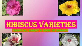 Stunning Hibiscus Varieties for your Garden