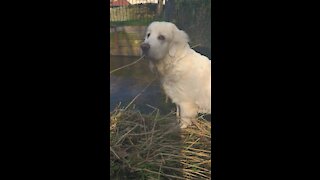 Polish Tatra sheepdog enjoying water (first time)