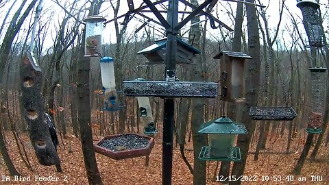 PA Feeder 2 - Pileated Woodpeckers