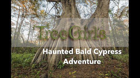 TreeGirl's Haunted Bald Cypress Adventure