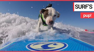 Radical footage shows Pitbull catching waves on her trusty surf board