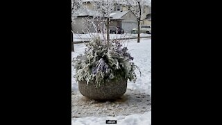 Sun melting the hoarfrost in Calgary Alberta ❄️☀️🌬