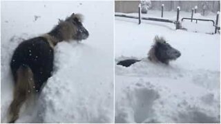 Den här hästen älskar att leka i snön