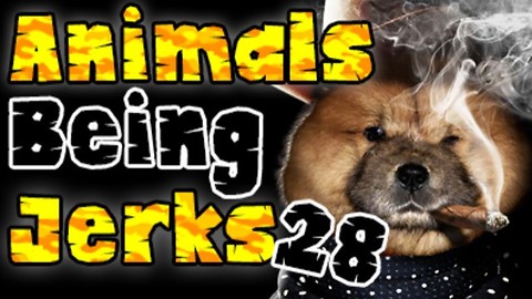 Animals Being Jerks #28